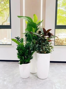 想找实惠花木出租？宁波北仑这里千万别错过！